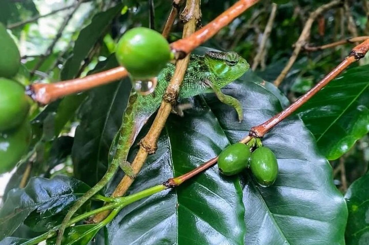 Cascata, tour del caffè e sorgenti termali - pranzo e bevande inclusi — 8