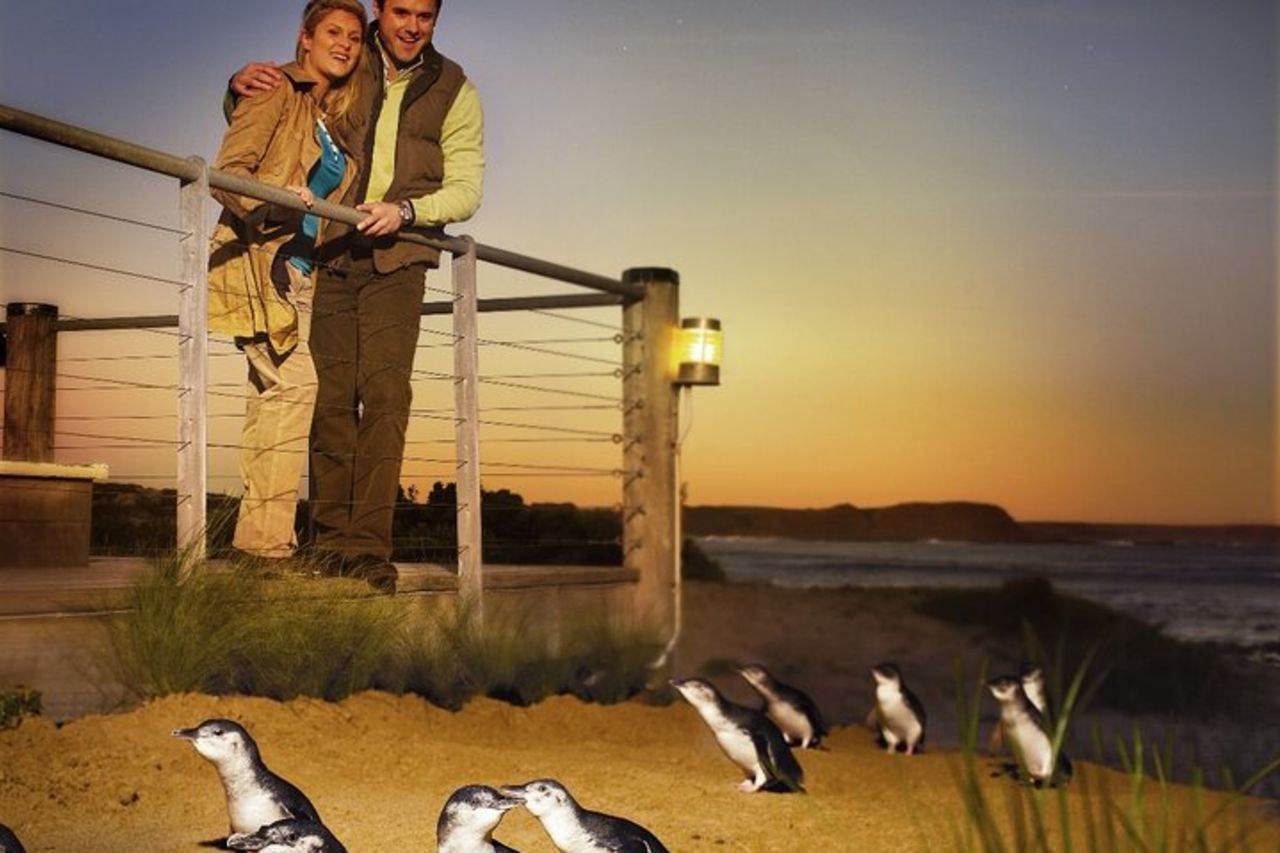 Tour ecologico pomeridiano di Phillip Island e Penguin Parade da Melbourne