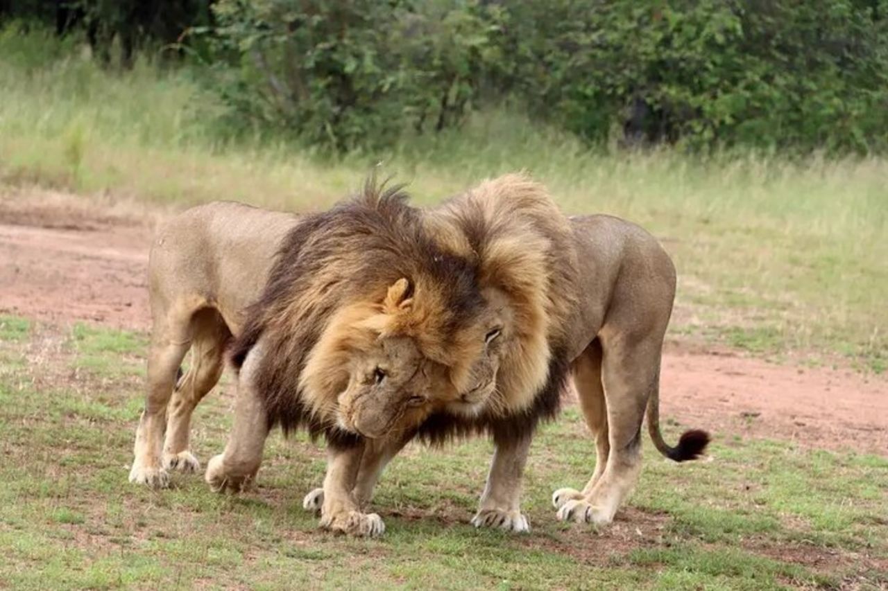 Transfer privato a Johannesburg O Tambo e Lanseria — 8