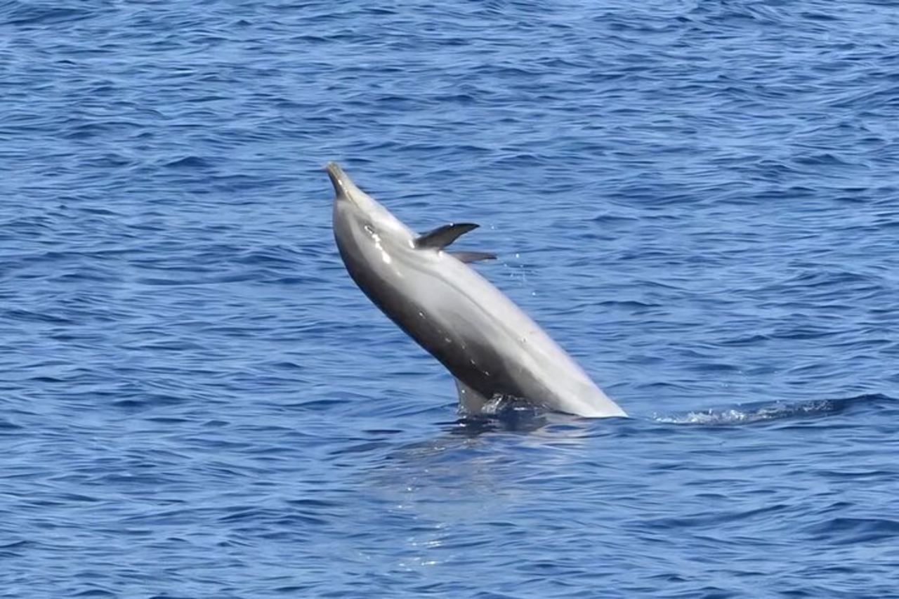 Escursione in barca per l'avvistamento dei delfini all'Isola di Figarolo da Olbia — 3