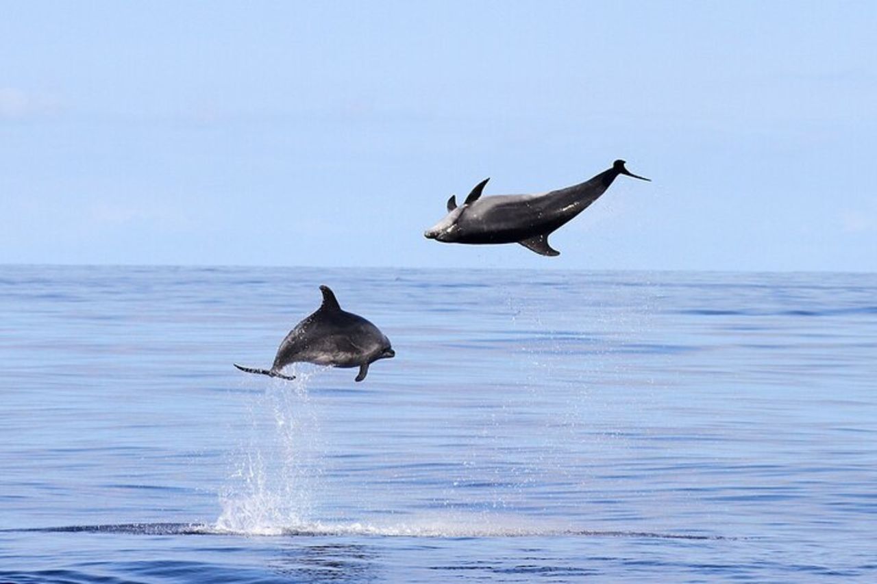 Tour Avvistamento Delfini con Snorkeling da Olbia — 3