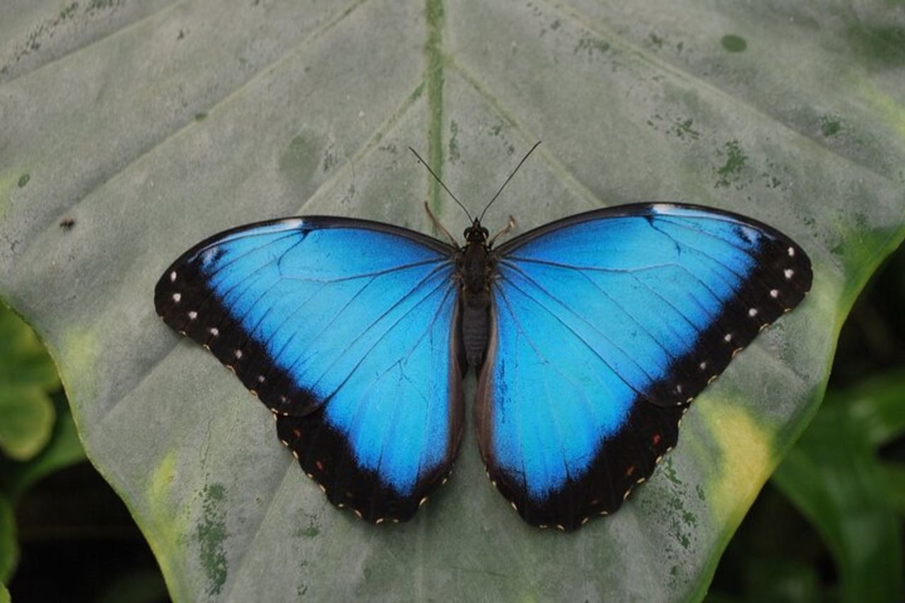 Alghero Visita alla Casa delle Farfalle — 2