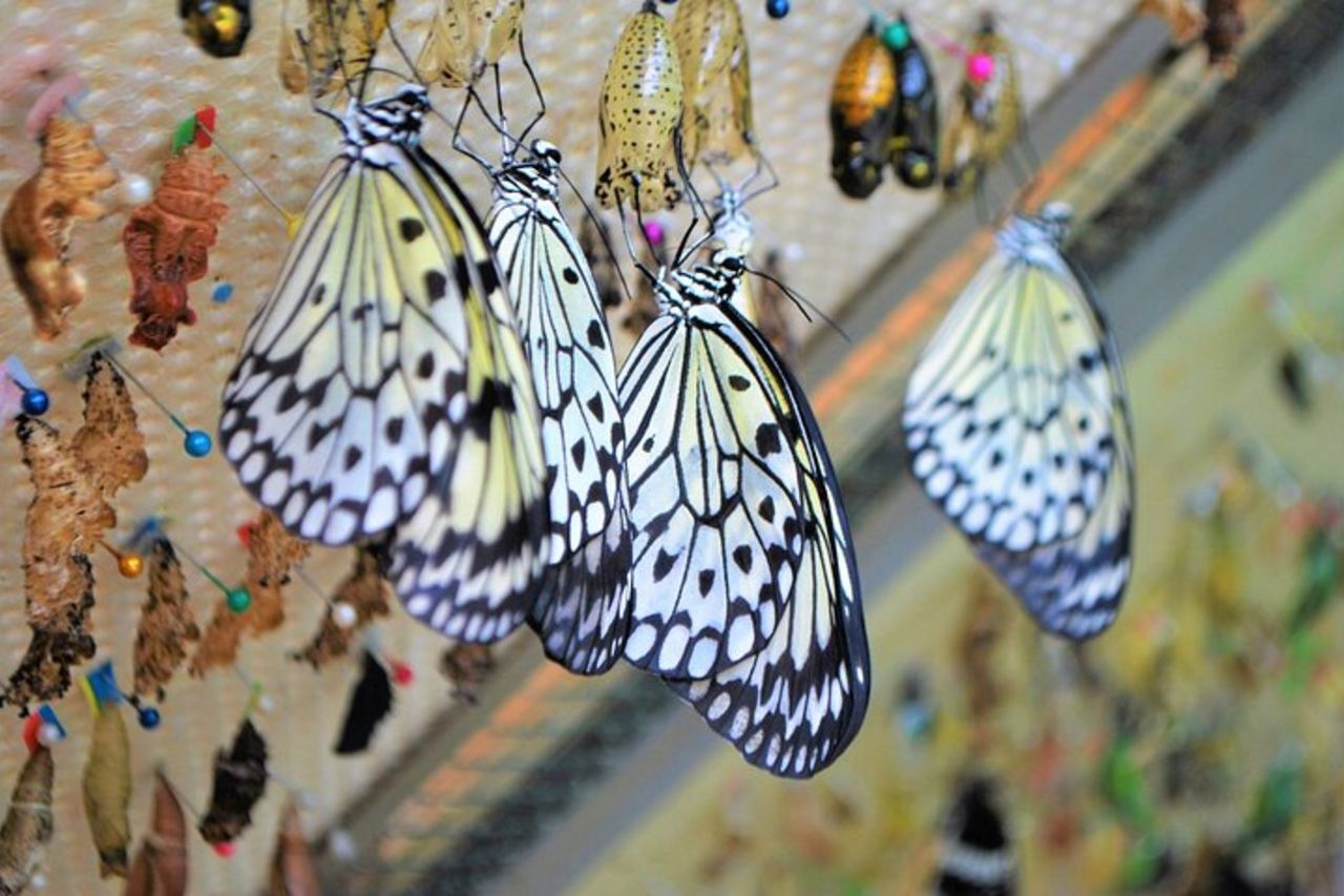 Alghero Visita alla Casa delle Farfalle — 3