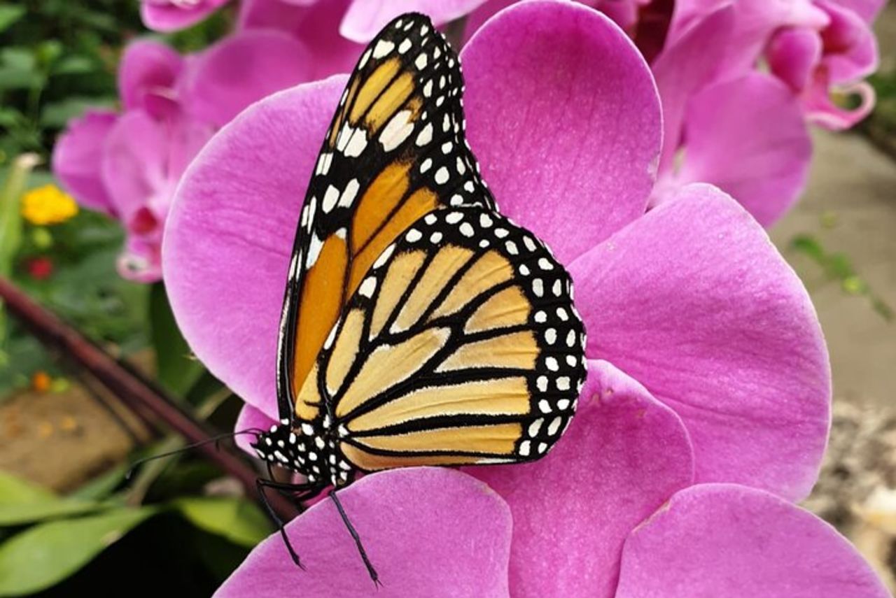 Alghero Visita alla Casa delle Farfalle — 5