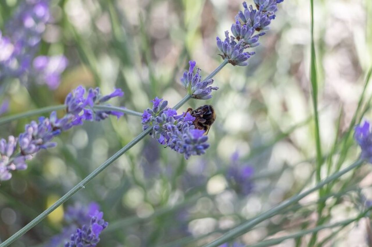 Alghero Visita alla Casa delle Farfalle — 7