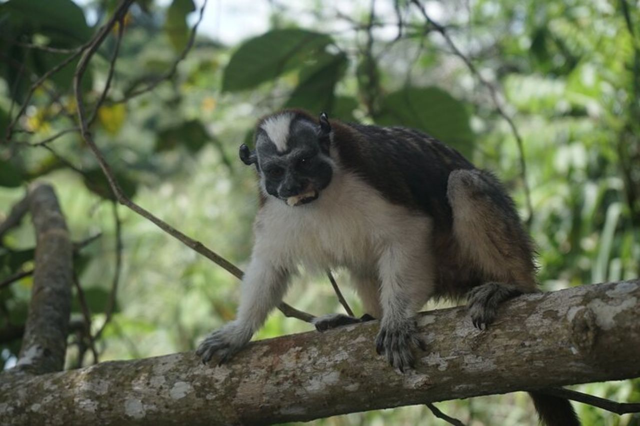 Avventura a Monkey Island dal Terminal Crociere Colon — 5