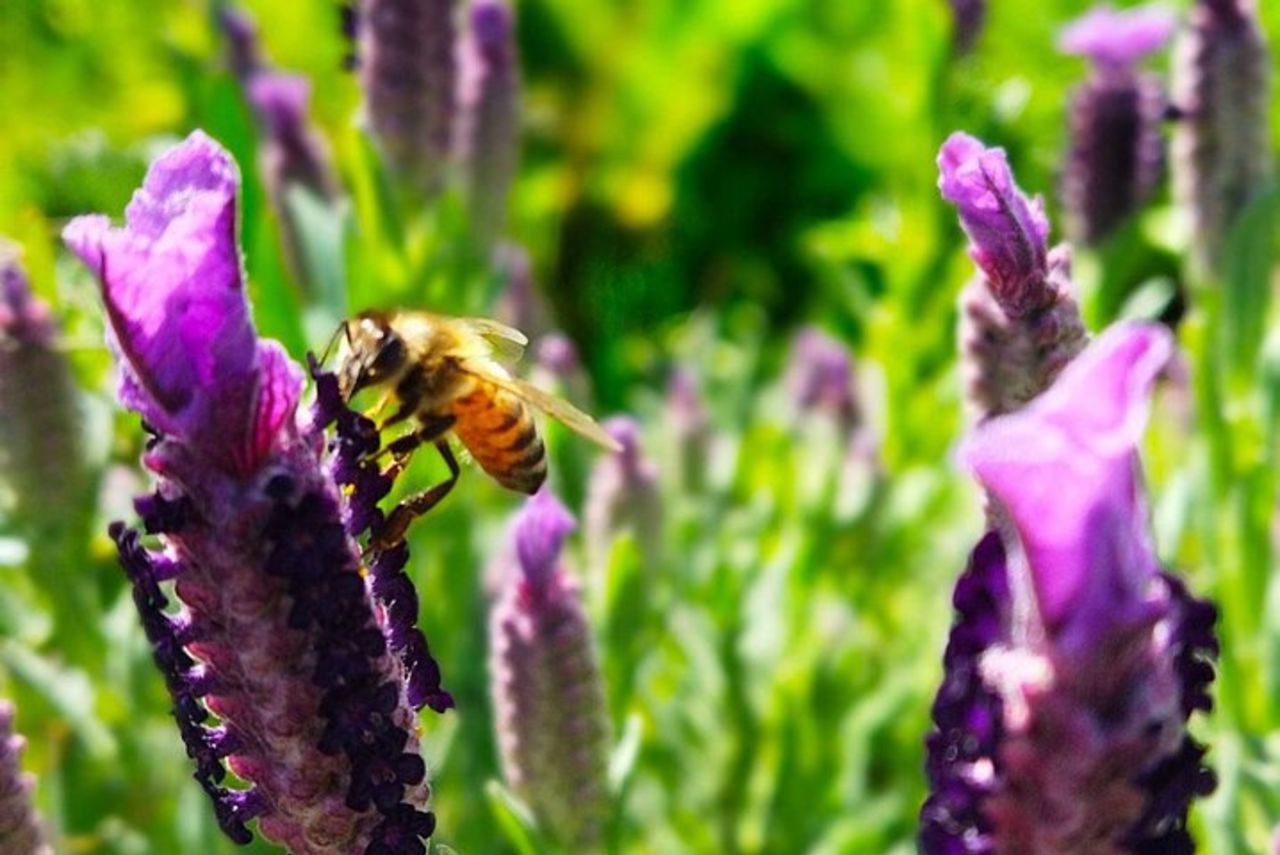 Bosa: scopri i prodotti dell'alveare — 3