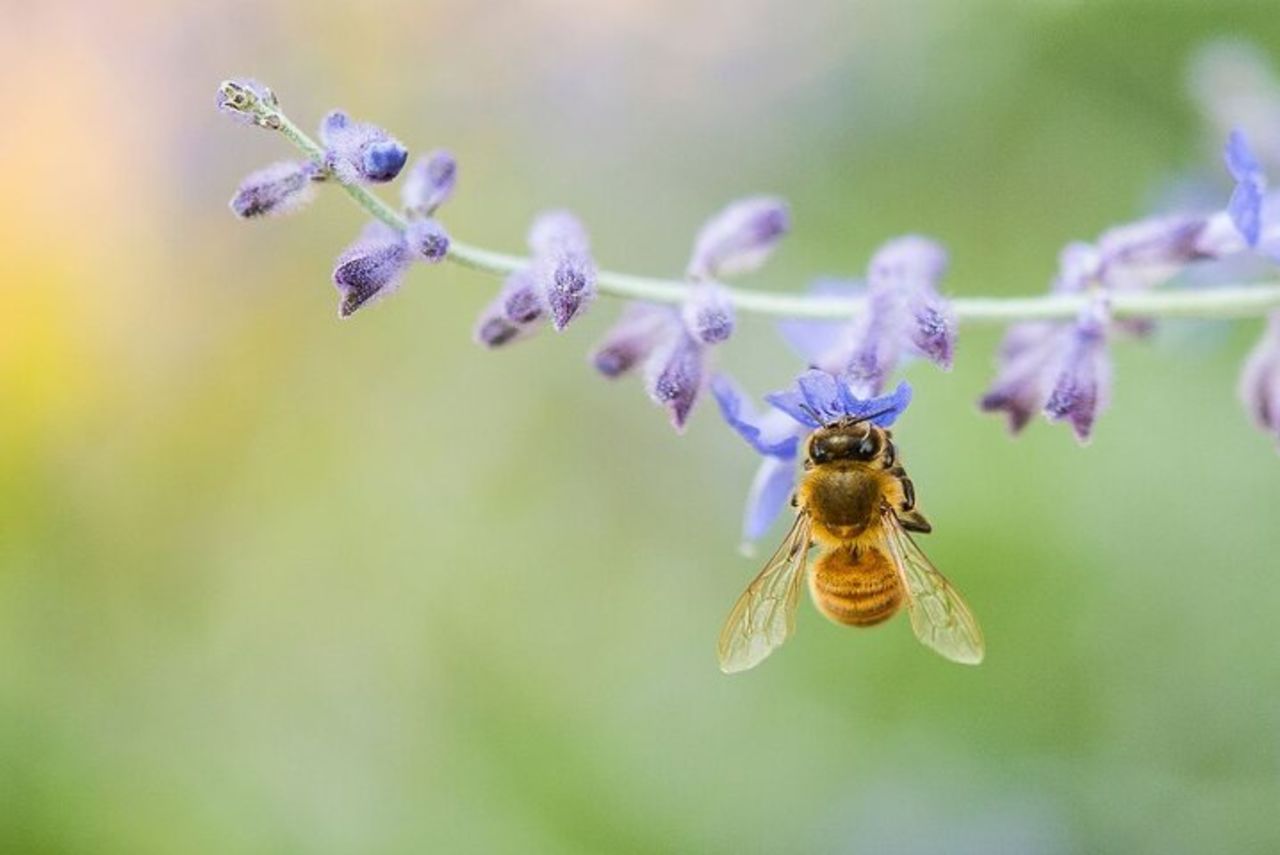 Bosa: scopri i prodotti dell'alveare — 7