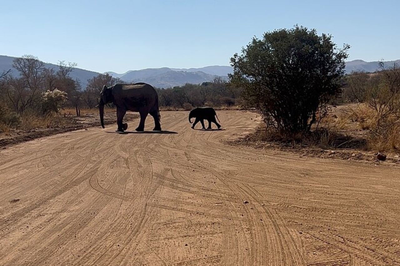 Safari di un'intera giornata nel Parco Nazionale Pilanesberg — 2