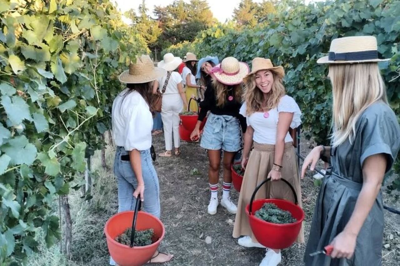 Vendemmia con Pigiatura e Picnic tra ulivi e vigne — 4