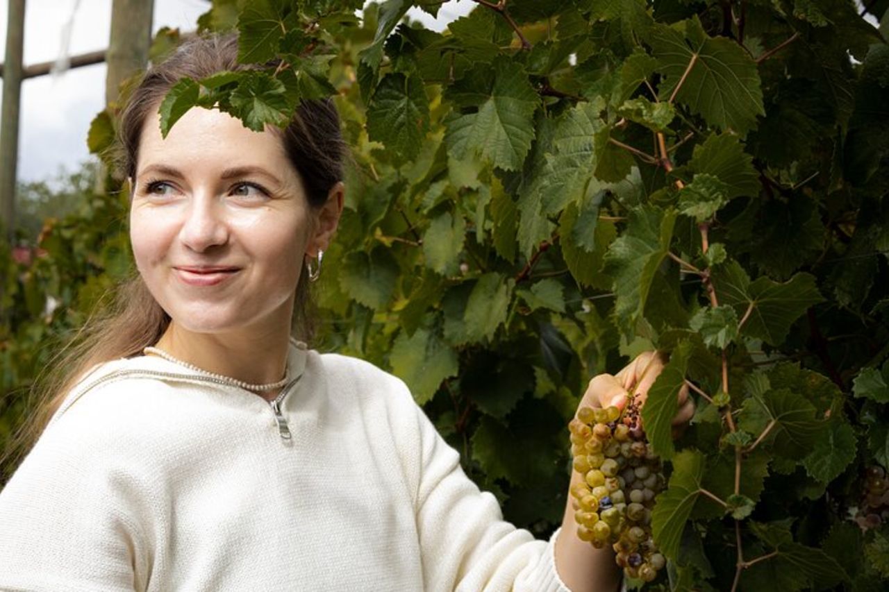 Vendemmia con Pigiatura e Picnic tra ulivi e vigne — 3