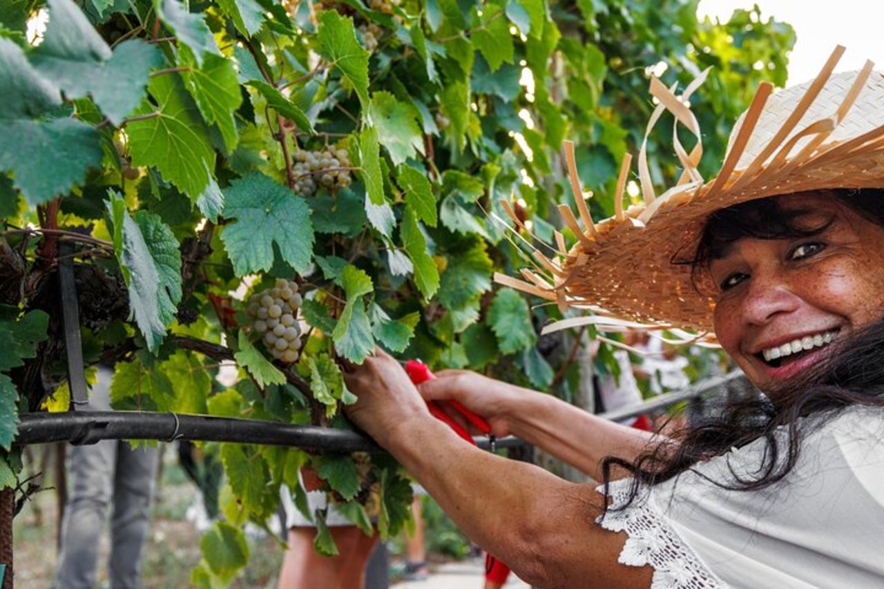 Vendemmia con Pigiatura e Picnic tra ulivi e vigne