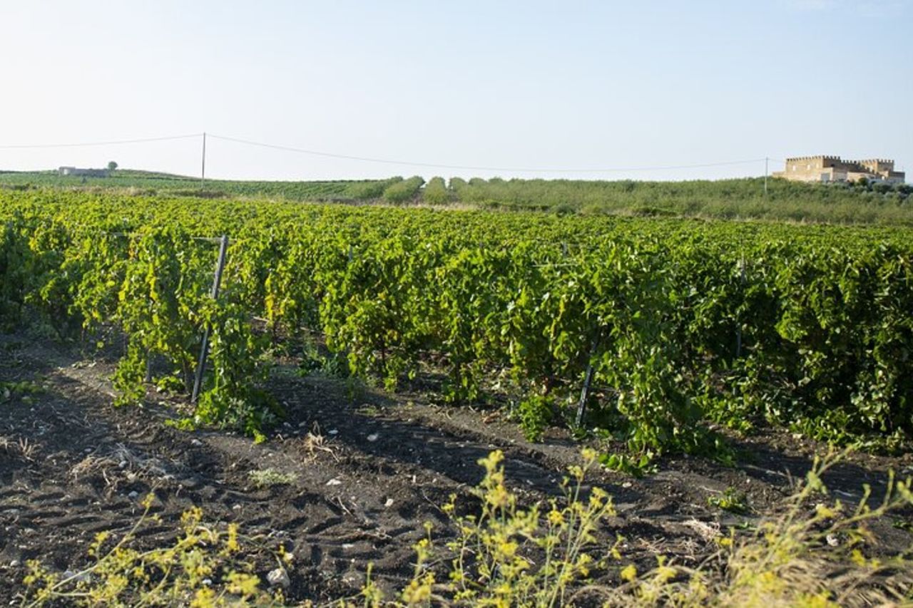 Valle dei Templi e Degustazione di Vini Presso Tenute Camilleri — 5