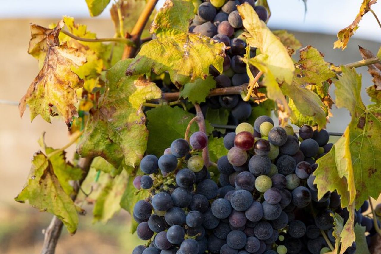 Valle dei Templi e Degustazione di Vini Presso Tenute Camilleri — 8