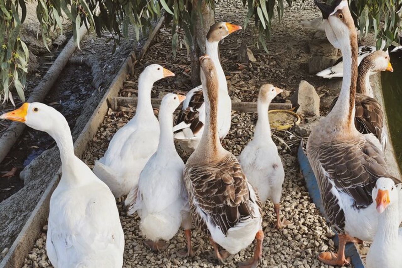 Esperienza di vigneto in campagna a Durazzo con abbinamento vino & cibo — 4