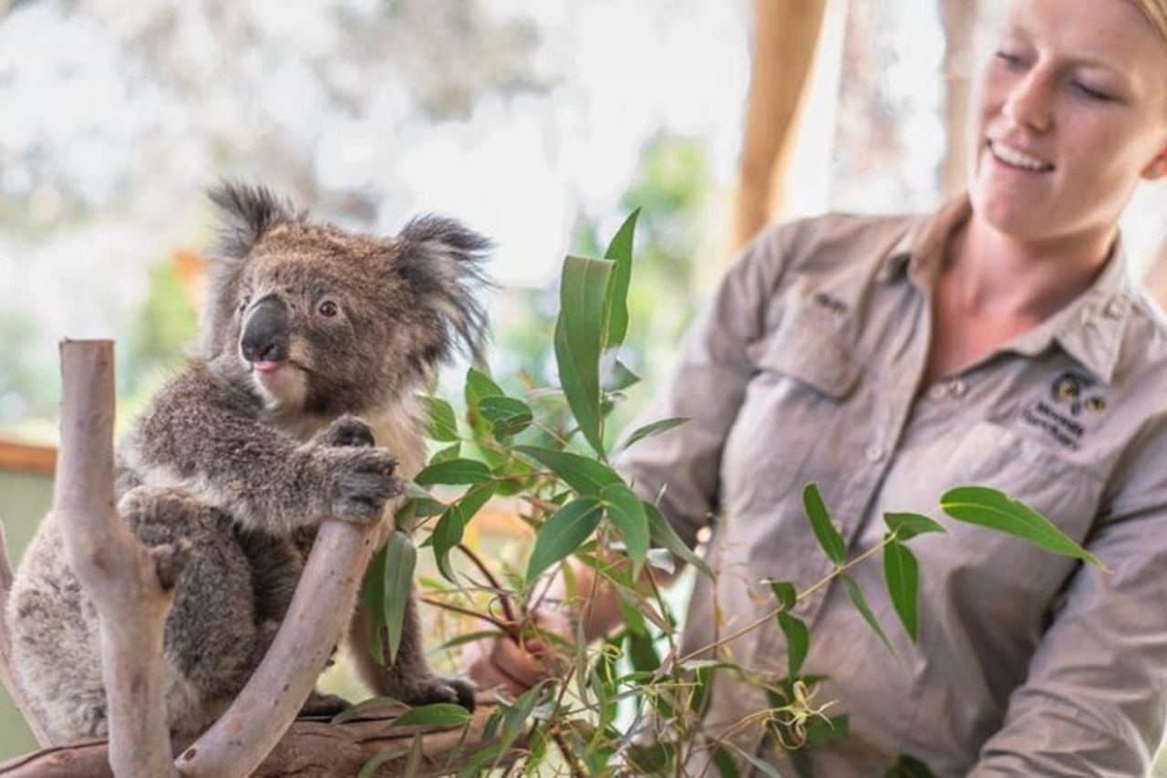 Phillip Island Penguins & Wildlife Day Tour da Melbourne — 3