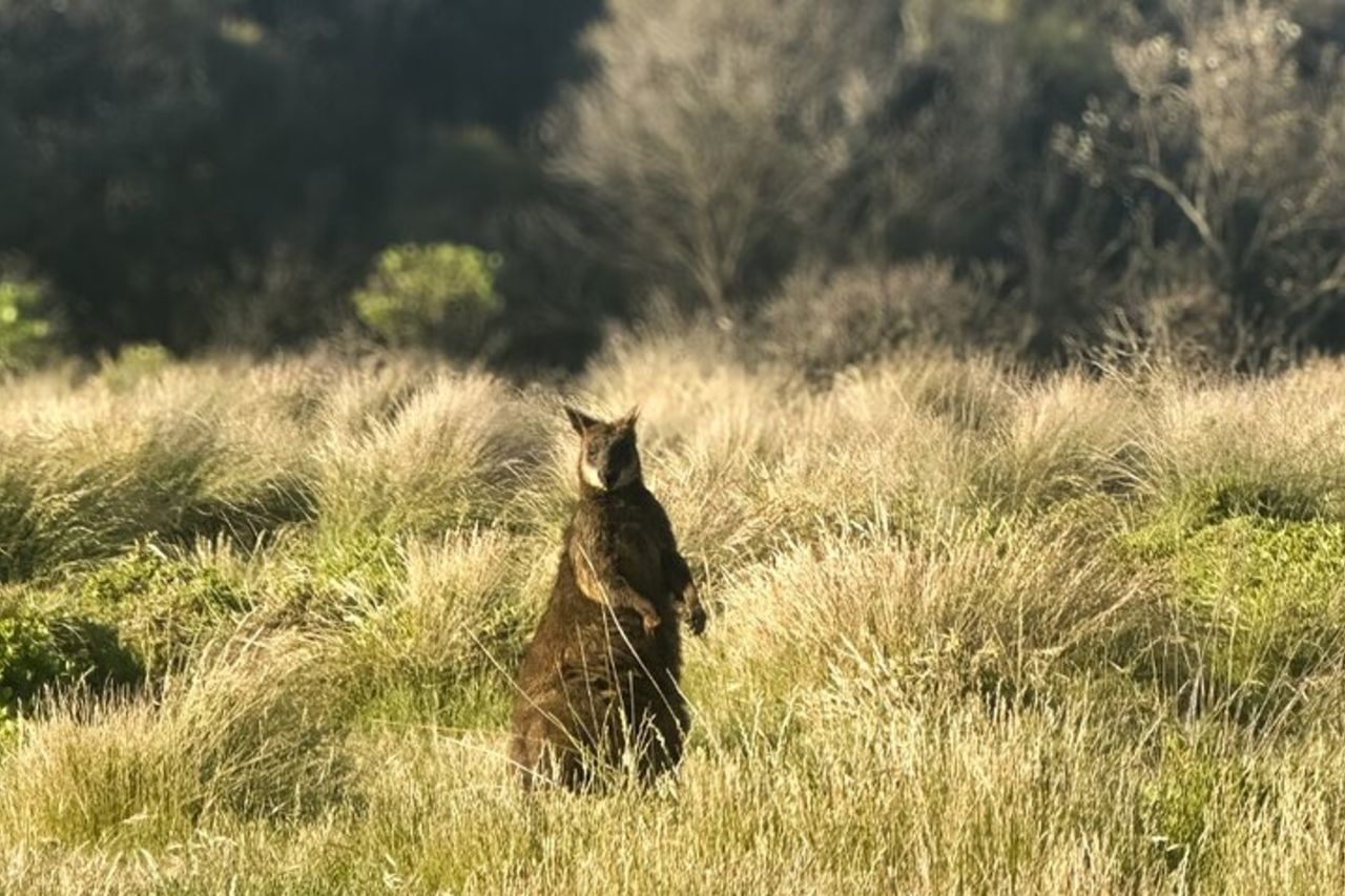 Phillip Island Penguins & Wildlife Day Tour da Melbourne — 8