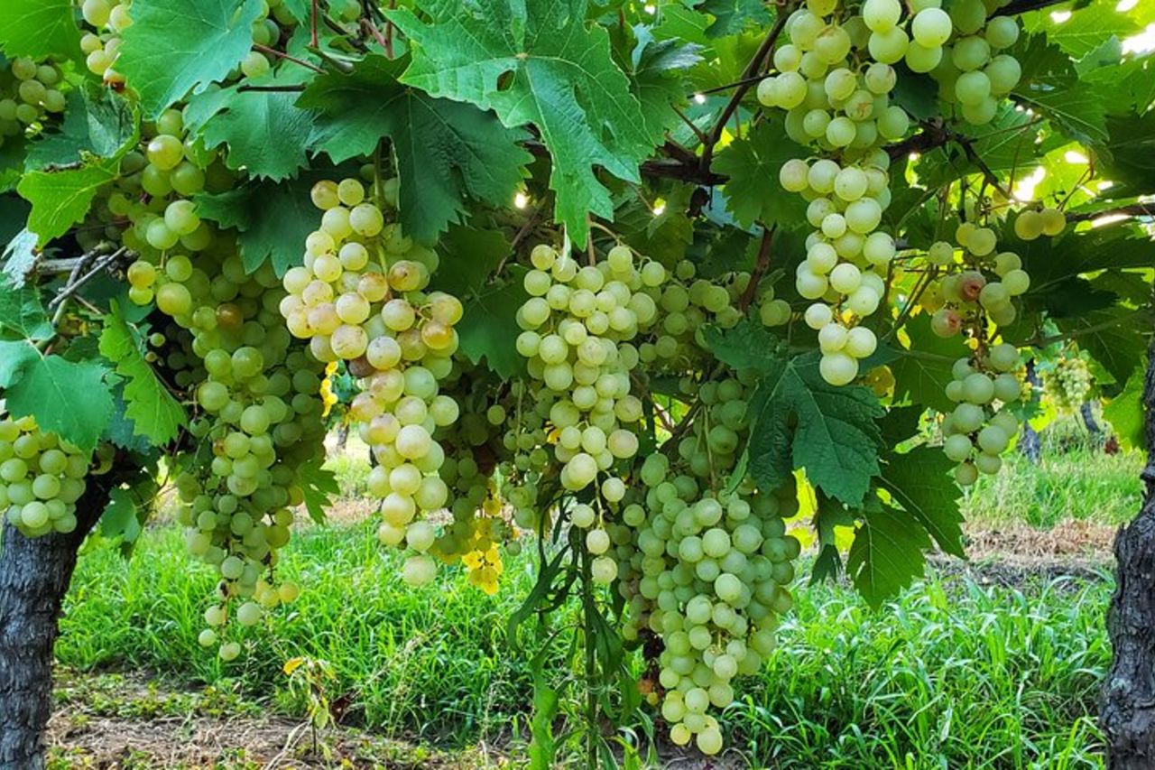 Formaggi & Vini di Colonia: Un'esperienza privata gourmet