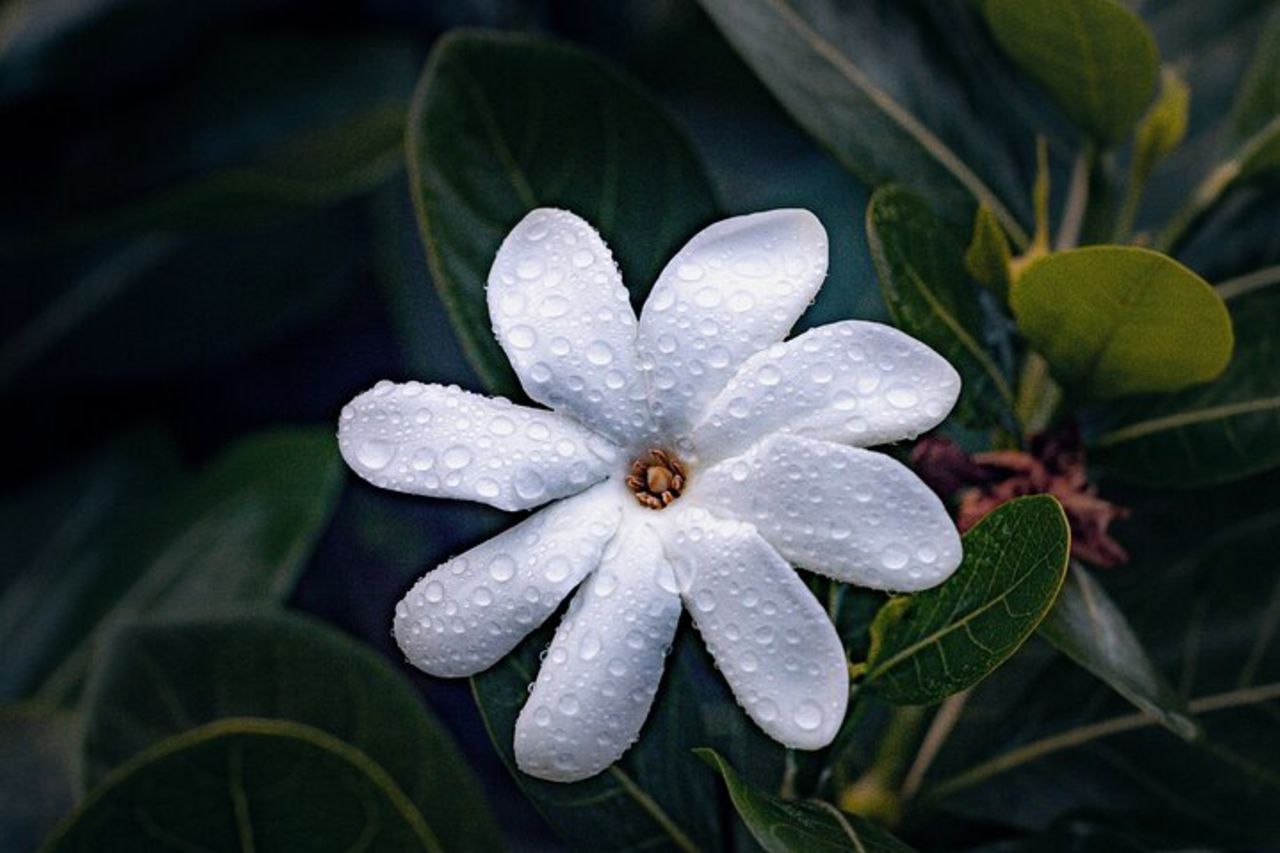 Visita guidata di Tahiti Nui alla scoperta della Polinesia — 5