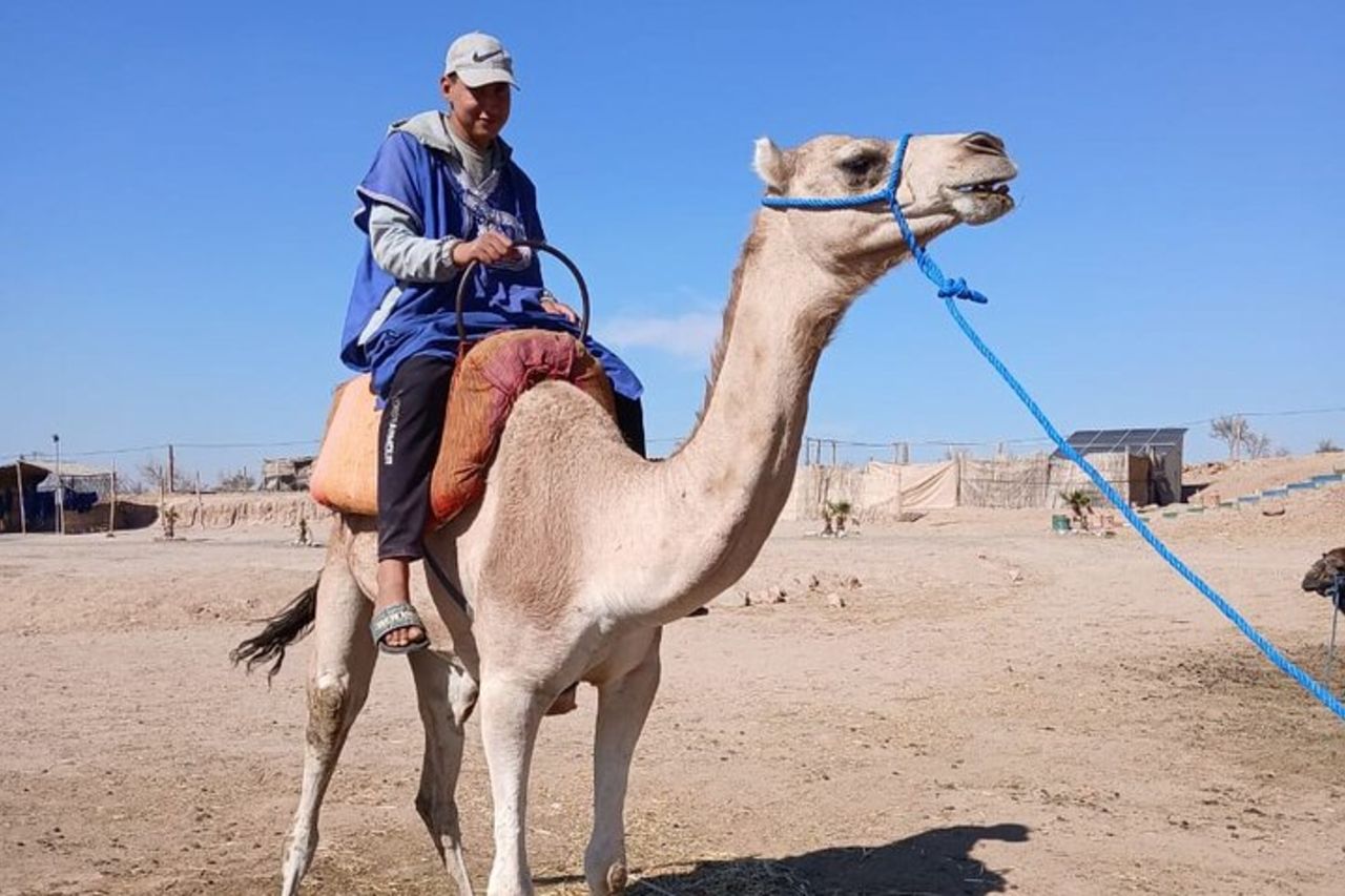 Giro in cammello nell'oasi Desert Marrakech — 4