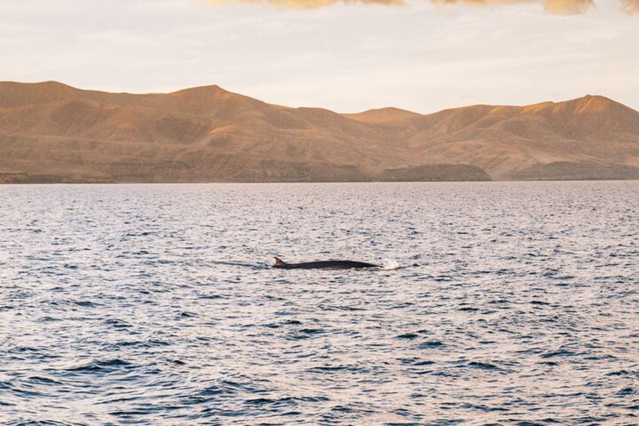 Crociera in barca a vela al tramonto con i delfini di 2 ore con drink — 6