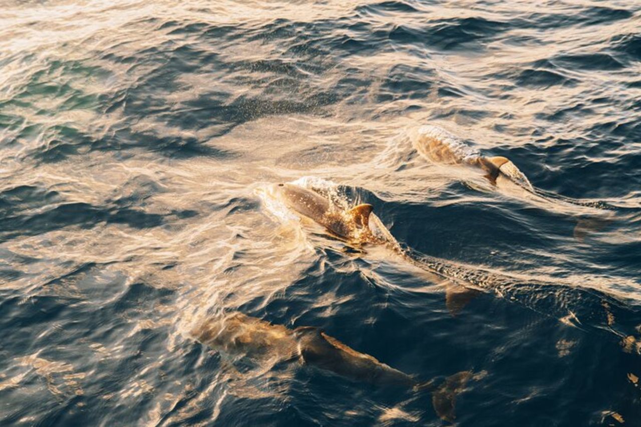 Crociera in barca a vela al tramonto con i delfini di 2 ore con drink — 5