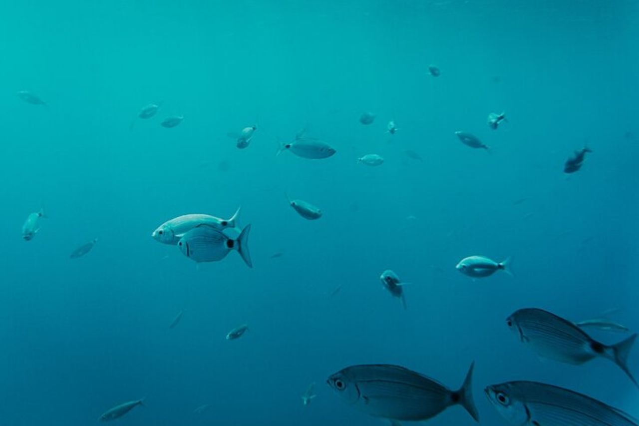 Crociera in catamarano alle spiagge di Papagayo, pranzo e attività acquatiche — 8