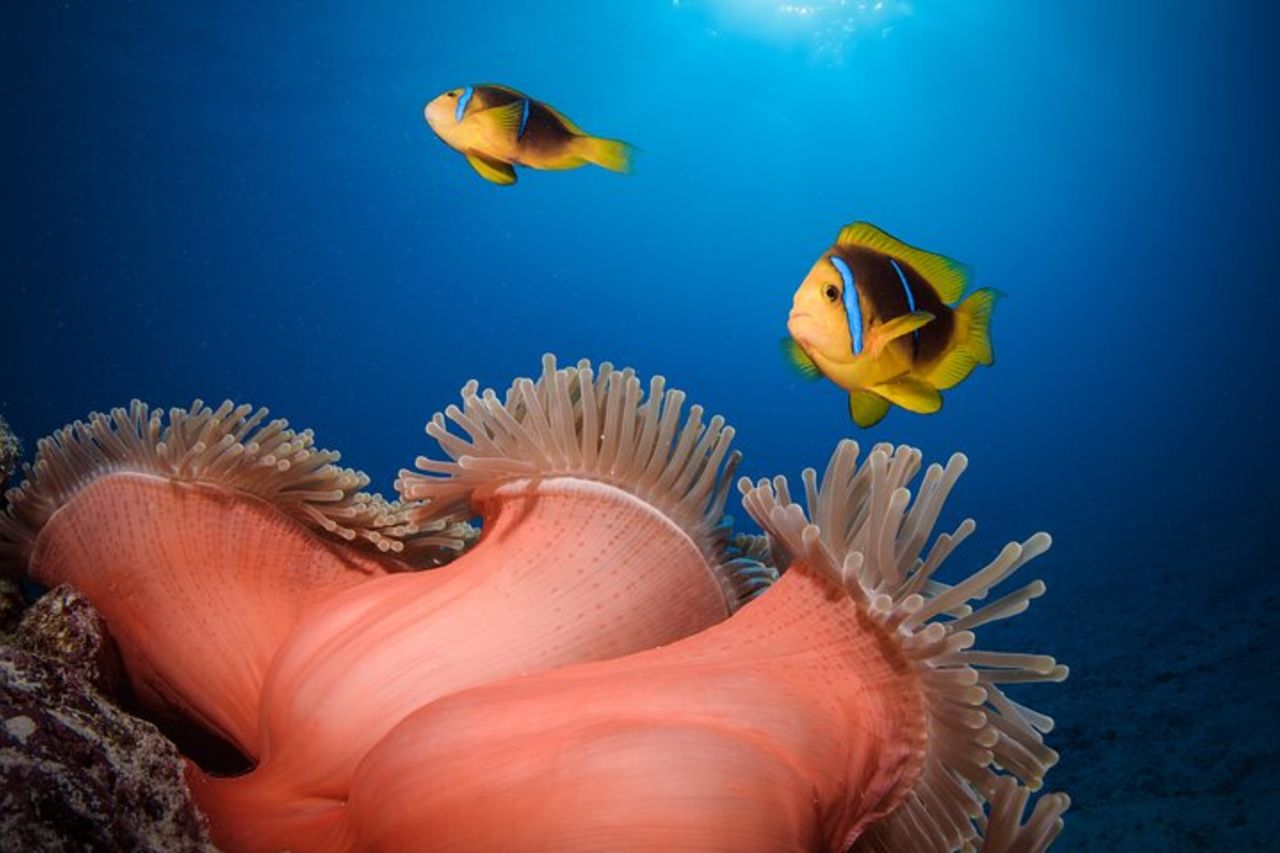 Immersione introduttiva a Bora Bora (pomeriggio) — 7