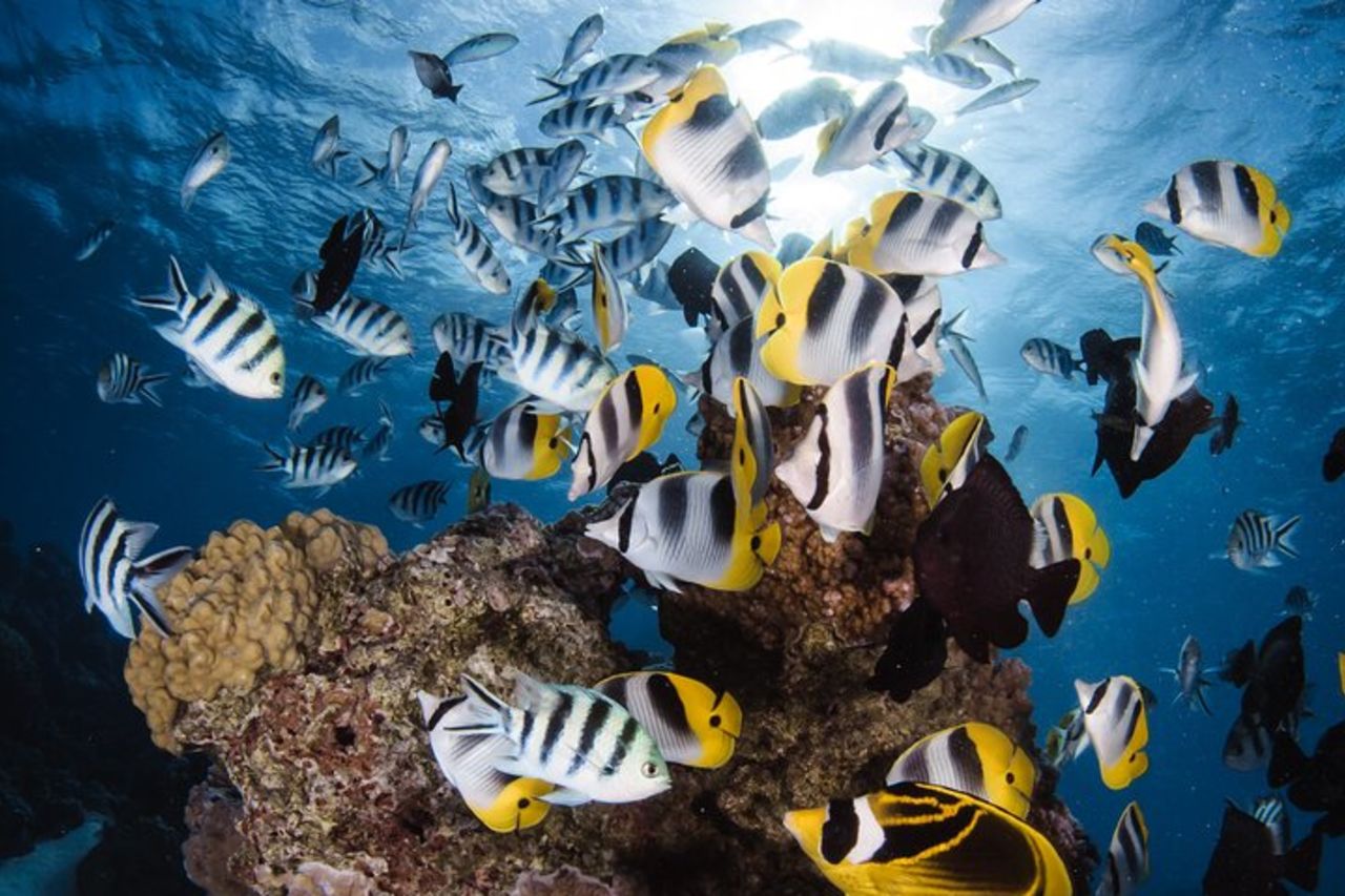 Immersione introduttiva a Bora Bora (pomeriggio) — 2