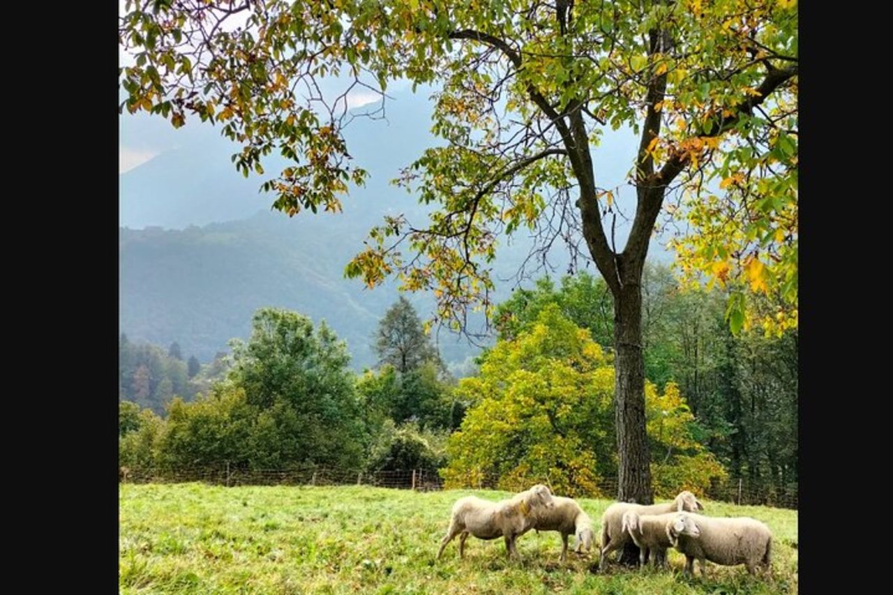 Farm Tour & corso di cucina: Scopri i Sapori del Lago di Como — 9