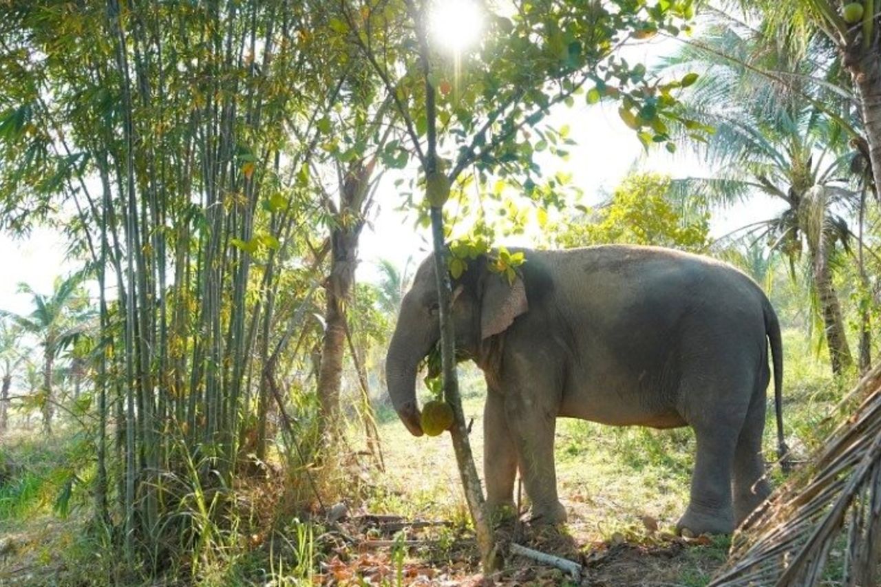 Tour del Santuario degli Elefanti Verdi da Bangkok e Pattaya — 4