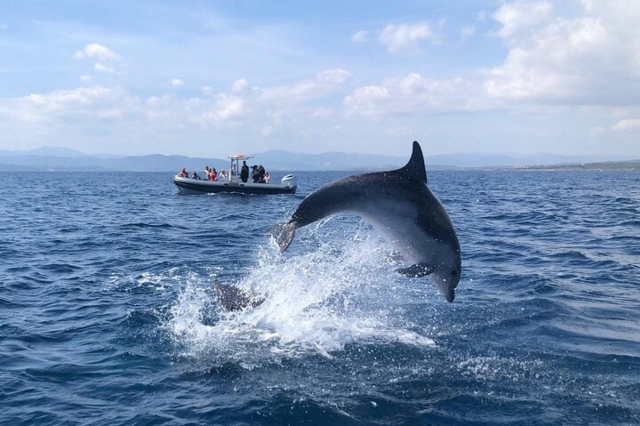 Tour Avvistamento Delfini- da Golfo Aranci — 9