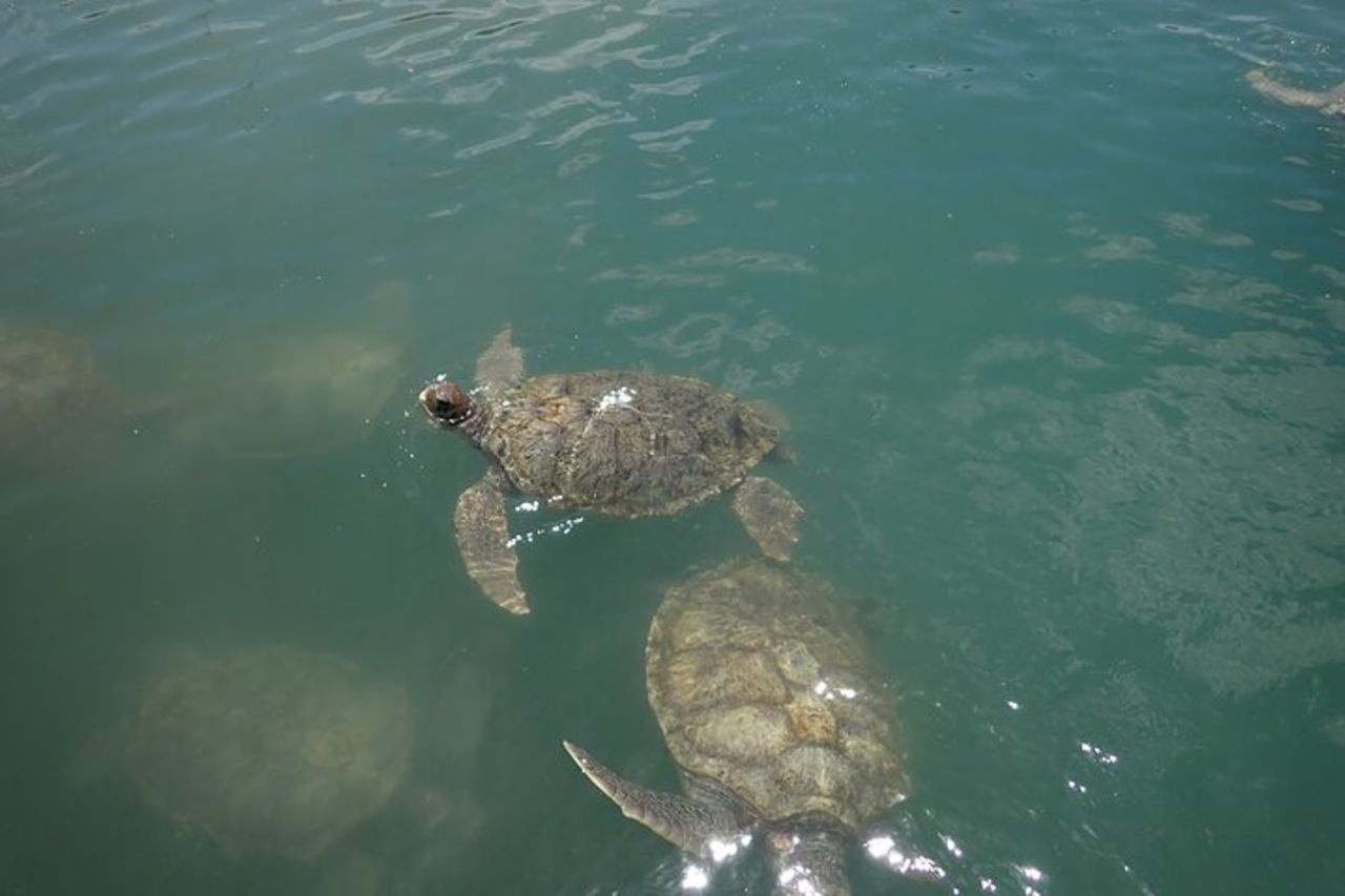 Centro Tartarughe, stelle marine, razze e snorkeling(Avventura a 4 soste) — 5