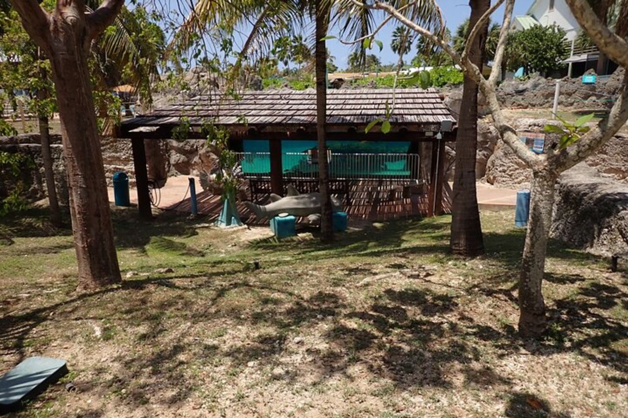 Centro Tartarughe, stelle marine, razze e snorkeling(Avventura a 4 soste) — 6