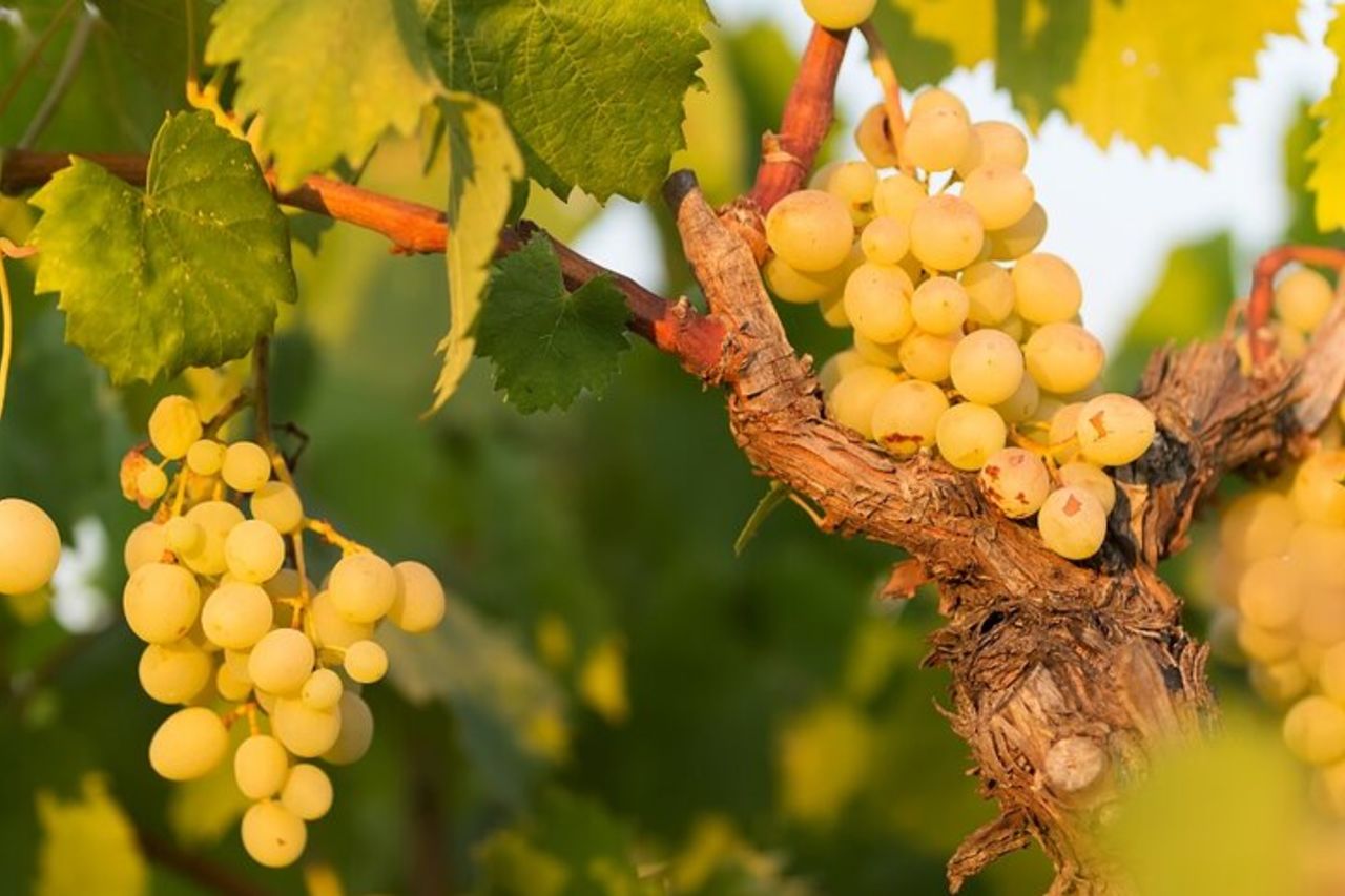 Tour in Cantina a Marsala con Vini e Specialità Locali — 9