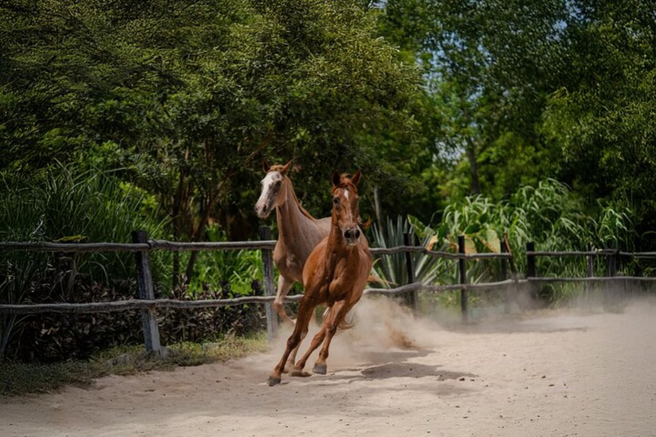 Equitazione e Cenote Swim da Cancun o Playa del Carmen — 5