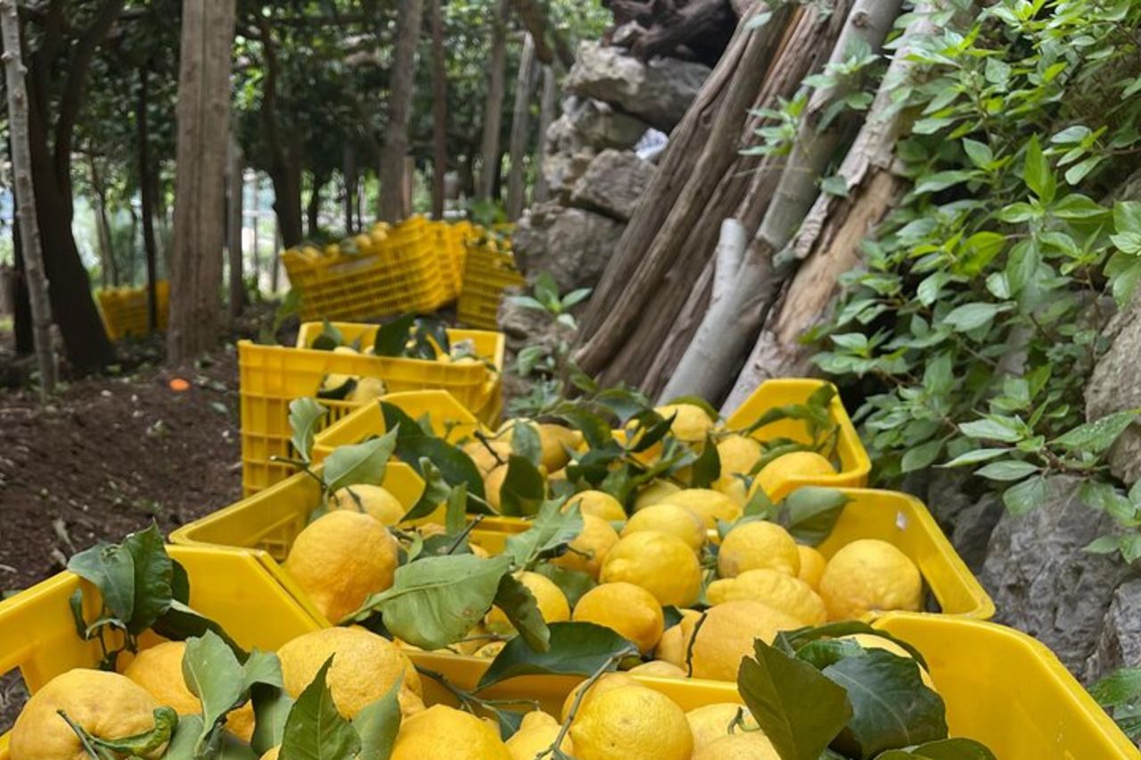Amalfi Coast - Maiori: Path of Lemons Tour with Tasting — 2