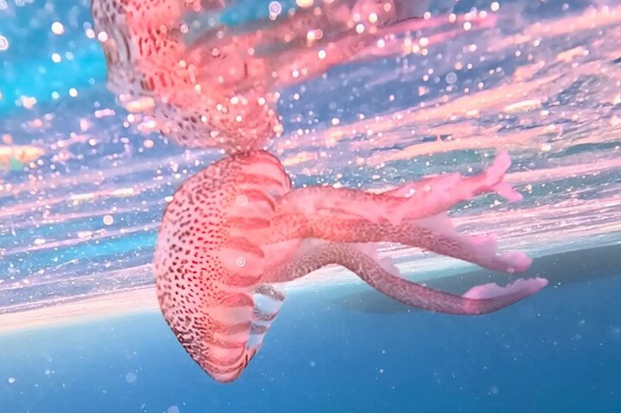 Alghero : tour in gommone per lo snorkeling a Porto Conte e Capo Caccia — 7