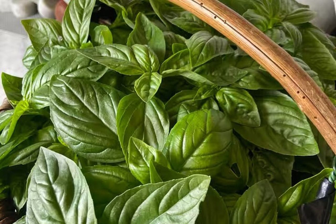 Cinque Terre: Corso di Pesto con Degustazione di Focacce a Manarola — 5