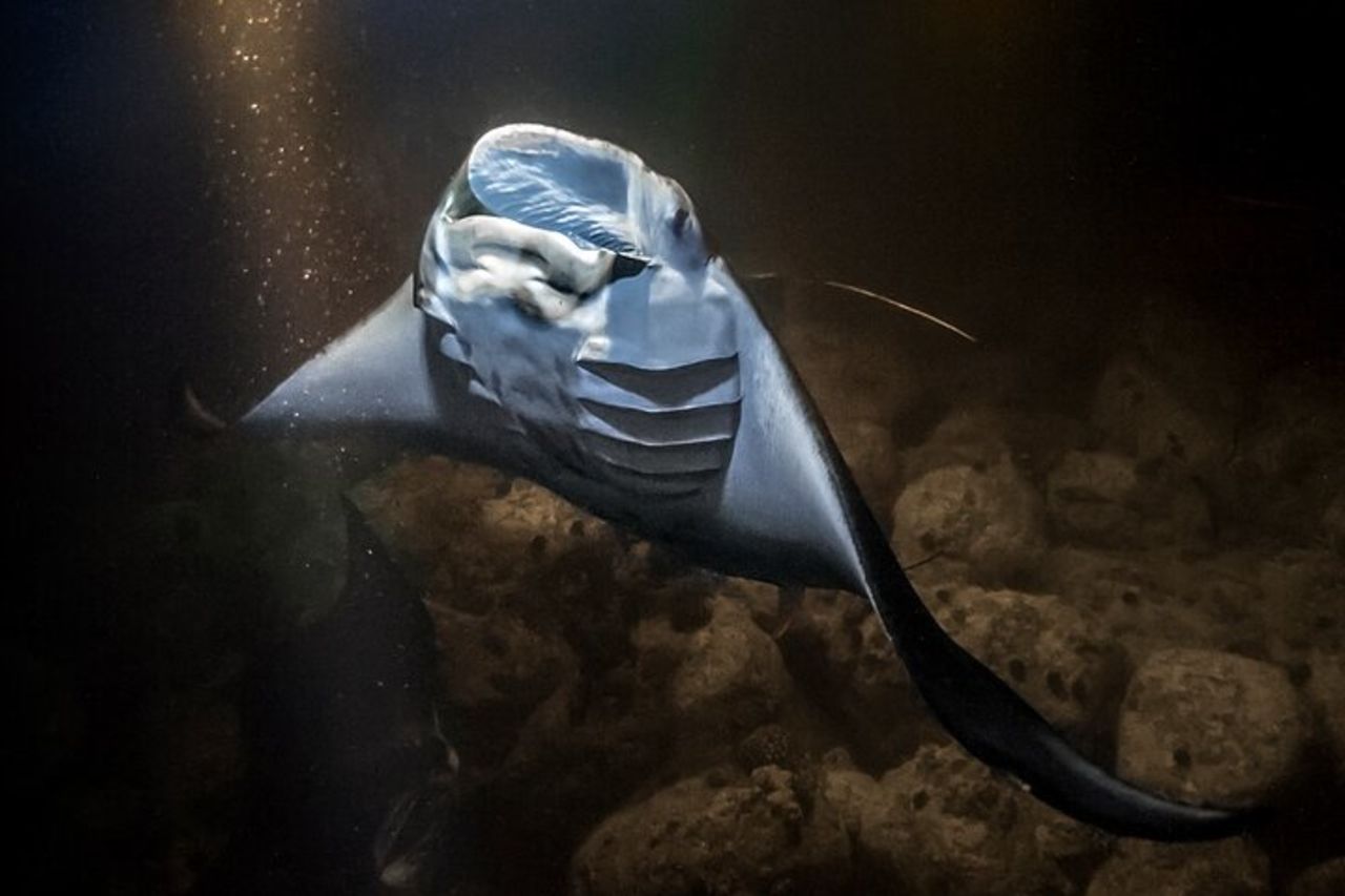 Manta Magic: Snorkeling notturno per piccoli gruppi a Kailua Kona — 2