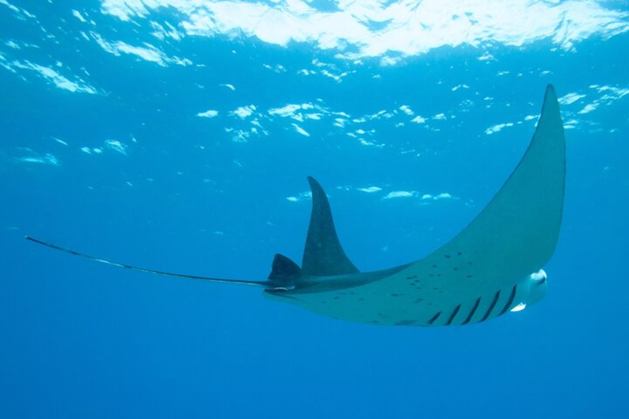 Manta Magic: Snorkeling notturno per piccoli gruppi a Kailua Kona — 4