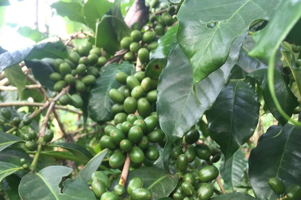 Tour del caffè biologico ed esperienza gastronomica locale ad Arusha — 2