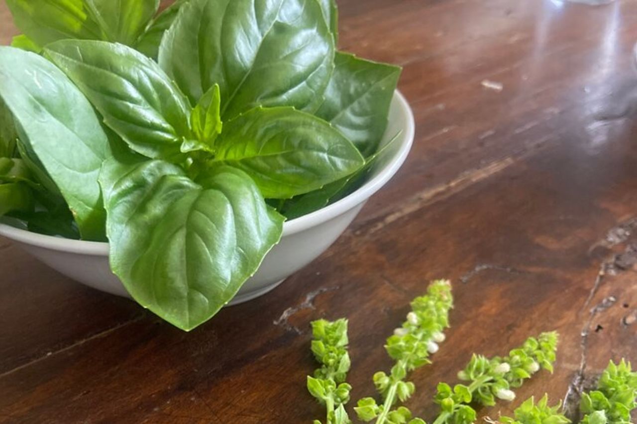 Impara la focaccia ligure e il pesto — 4