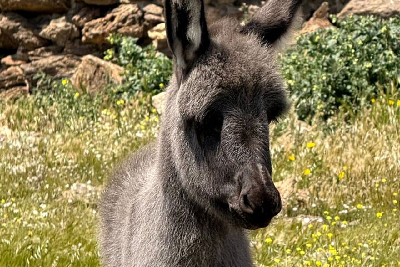 Da Stintino Tour in barca da pesca nel Parco dell'Asinara — 9