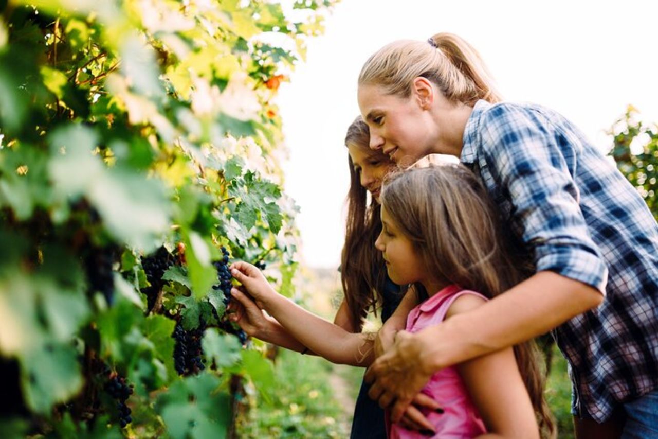 Tour di degustazione di vini per piccoli gruppi di Bodega Gamboa con pranzo — 3