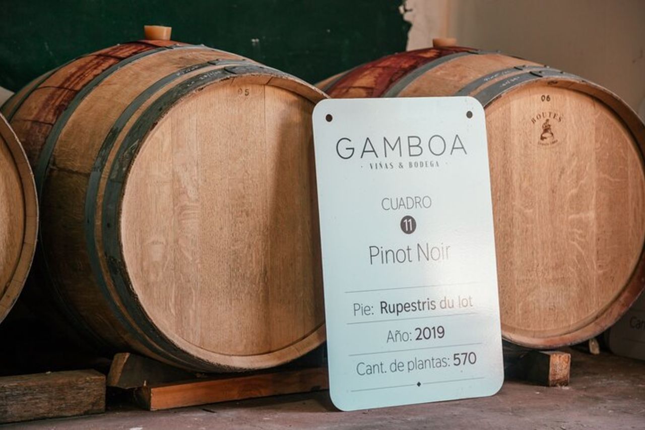 Tour di degustazione di vini per piccoli gruppi di Bodega Gamboa con pranzo — 8