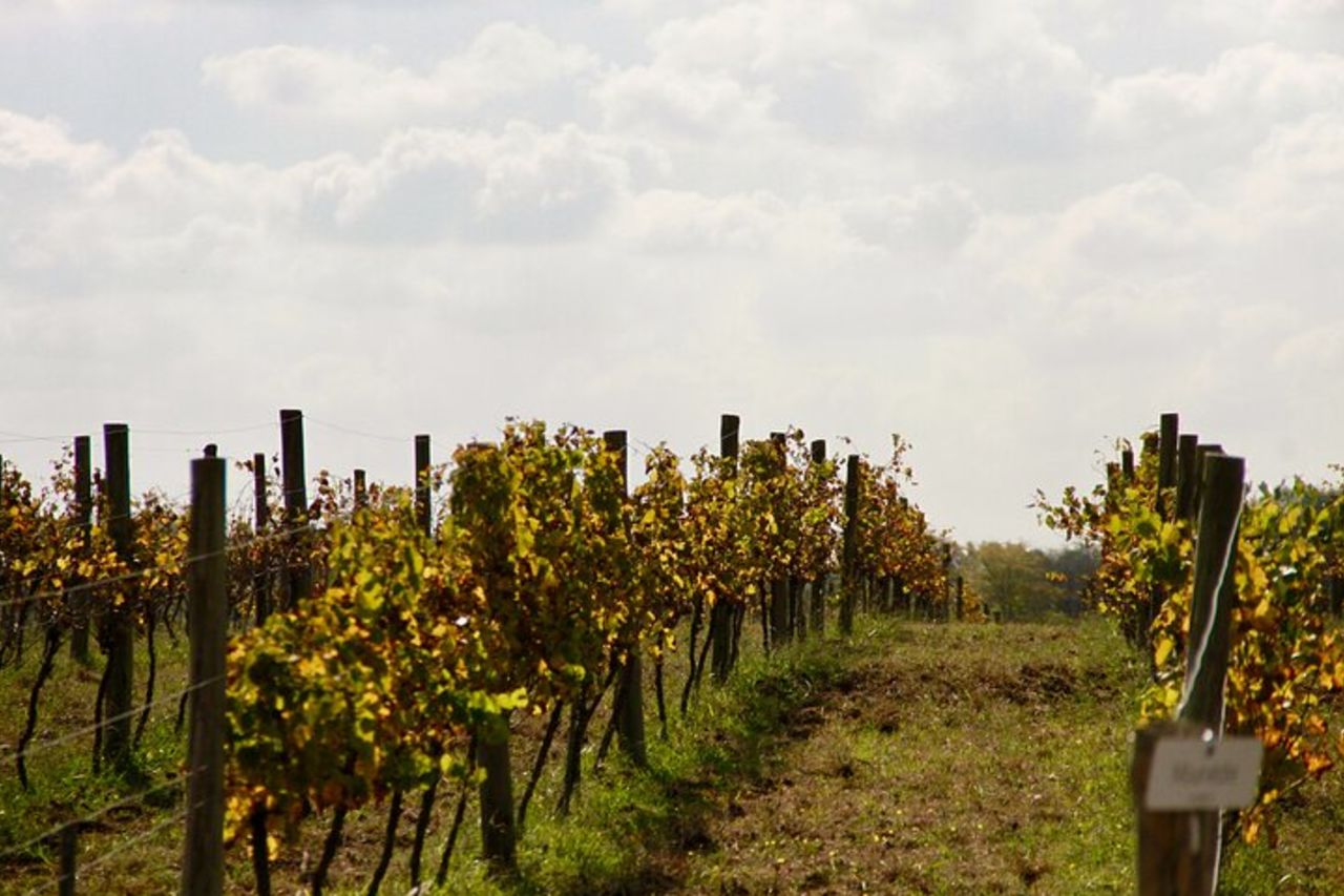 Tour di degustazione di vini per piccoli gruppi di Bodega Gamboa con pranzo — 9