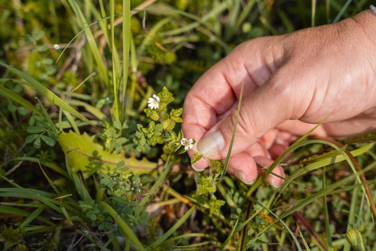Safari per conoscere le erbe spontanee a San Vigilio — 3