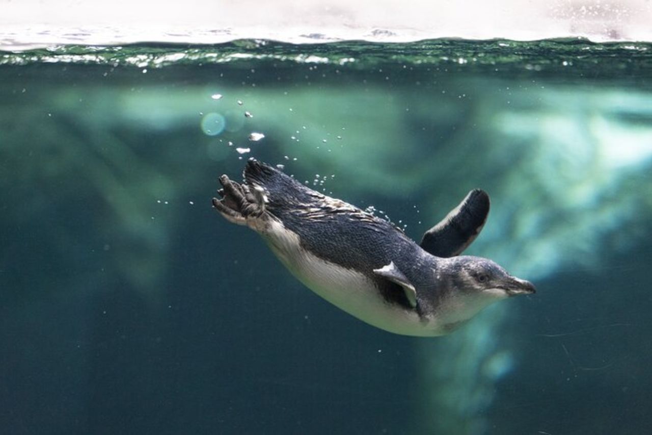 Biglietto d'ingresso generale per il Centro Antartico Internazionale — 8