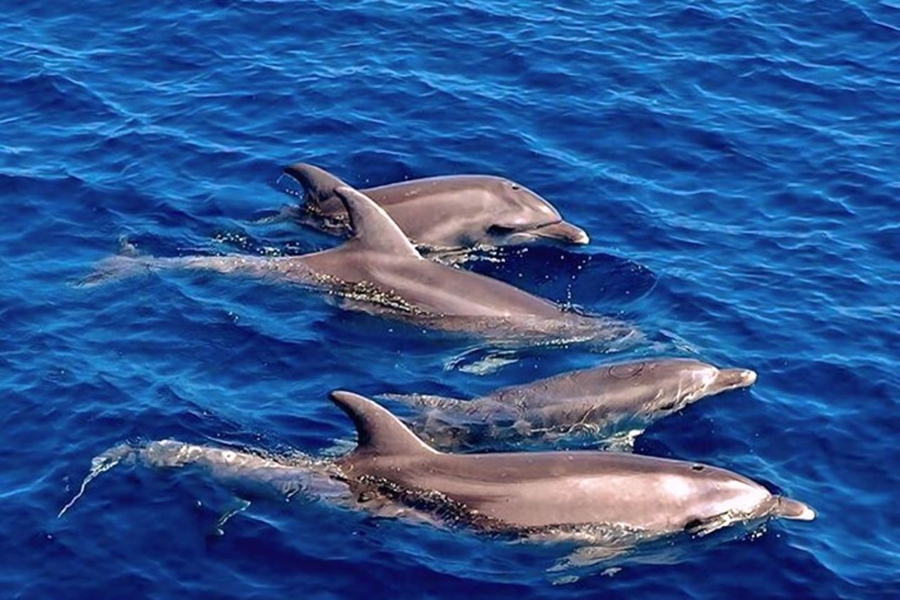 Escursione in barca per l'avvistamento dei delfini all'Isola di Figarolo da Olbia — 4